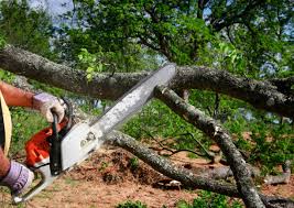 How Our Tree Care Process Works  in  South Henderson, NC